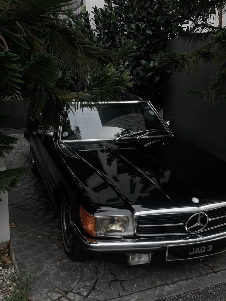 A black vintage Mercedes among dark green plants